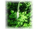 Black Cohosh Extract 